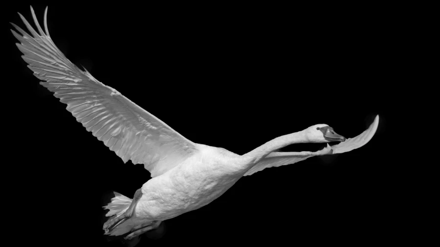 Oiseaux de la Dombes dans la brume. Photographie réalisée depu