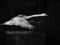 Oiseaux de la Dombes dans la brume. Photographie réalisée depu
