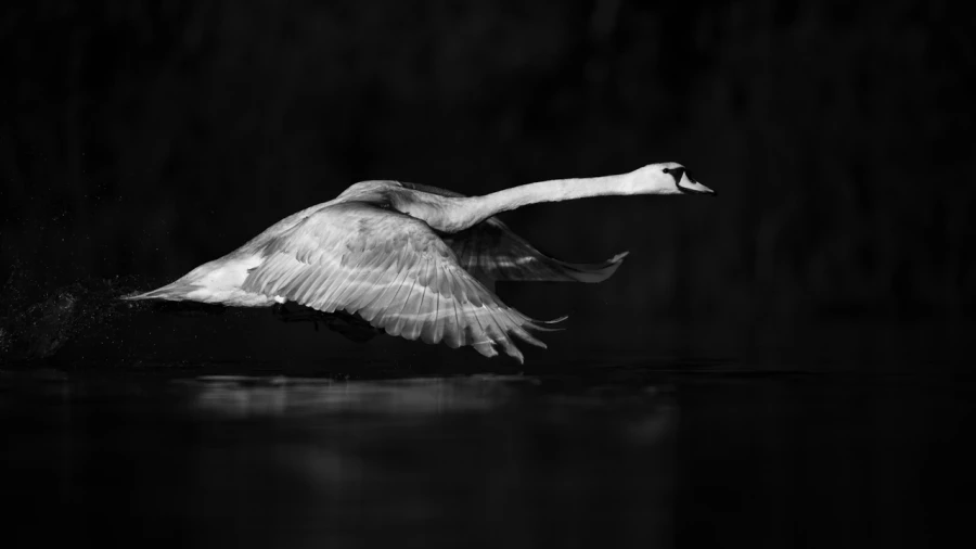 Oiseaux de la Dombes dans la brume. Photographie réalisée depu