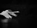 Oiseaux de la Dombes dans la brume. Photographie réalisée depu