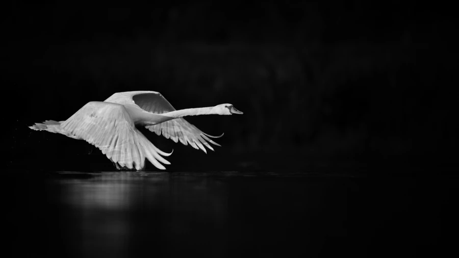Oiseaux de la Dombes dans la brume. Photographie réalisée depu