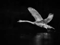 Oiseaux de la Dombes dans la brume. Photographie réalisée depu