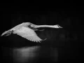 Oiseaux de la Dombes dans la brume. Photographie réalisée depu