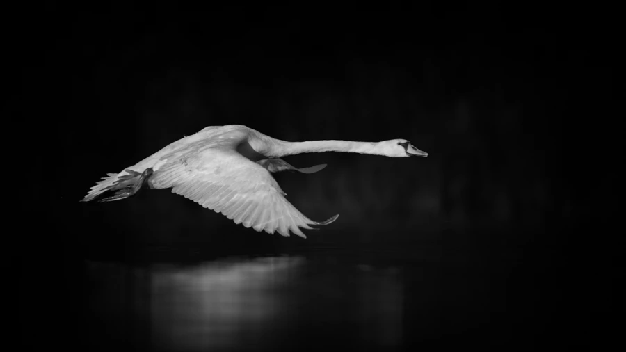 Oiseaux de la Dombes dans la brume. Photographie réalisée depu