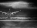 Oiseaux de la Dombes dans la brume. Photographie réalisée depu