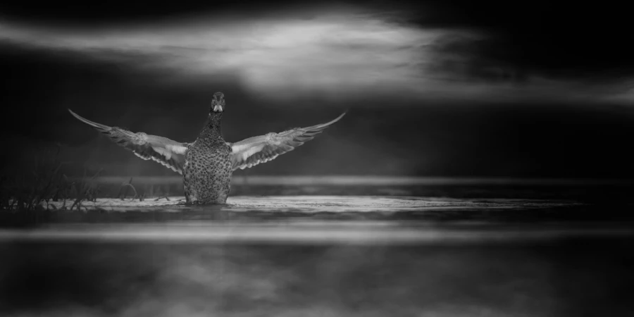 Oiseaux de la Dombes dans la brume. Photographie réalisée depu
