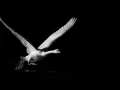 Oiseaux de la Dombes dans la brume. Photographie réalisée depu