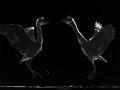 Oiseaux de la Dombes dans la brume. Photographie réalisée depu