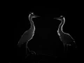 Oiseaux de la Dombes dans la brume. Photographie réalisée depu