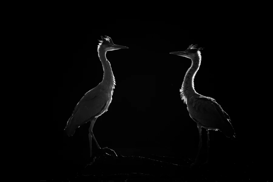 Oiseaux de la Dombes dans la brume. Photographie réalisée depu
