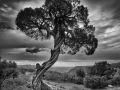 01 arbre en noir et blanc