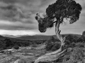 03 arbre en noir et blanc