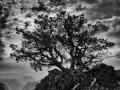 04 arbre en noir et blanc