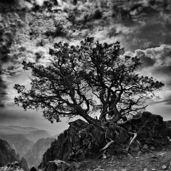 04 arbre en noir et blanc