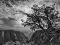 06 arbre en noir et blanc
