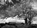 07 arbre en noir et blanc