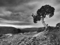 08 arbre en noir et blanc
