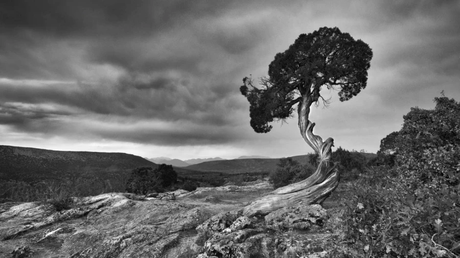 08 arbre en noir et blanc