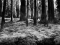 09 arbre en noir et blanc