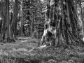 10 arbre en noir et blanc