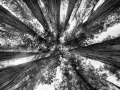 11 arbre en noir et blanc