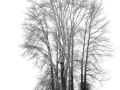 13 arbre en noir et blanc
