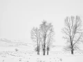 14 arbre en noir et blanc