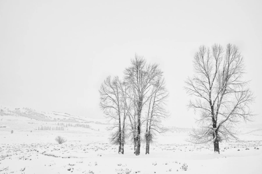 14 arbre en noir et blanc