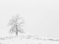 16 arbre en noir et blanc