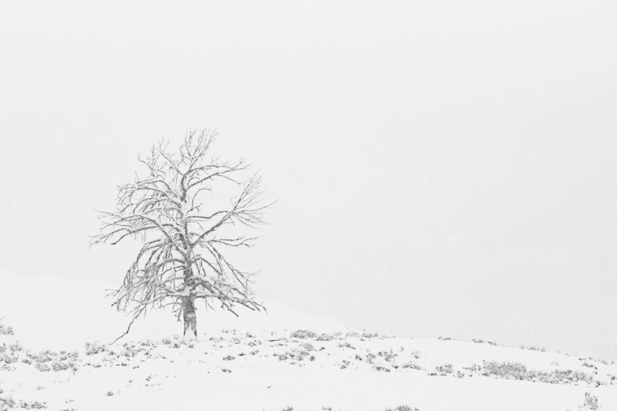 16 arbre en noir et blanc