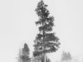 17 arbre en noir et blanc