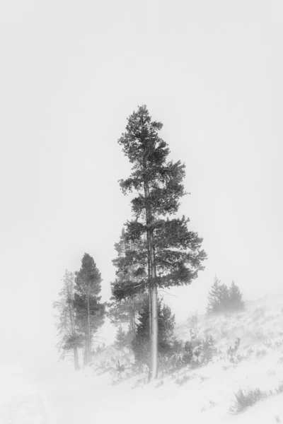 17 arbre en noir et blanc