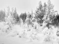 18 arbre en noir et blanc