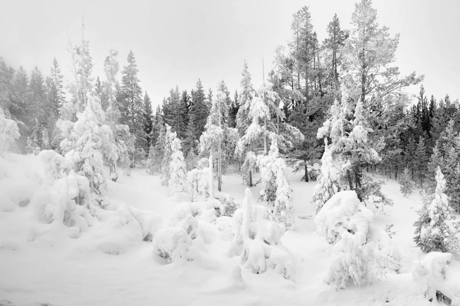 18 arbre en noir et blanc