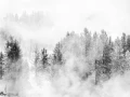 19 arbre en noir et blanc