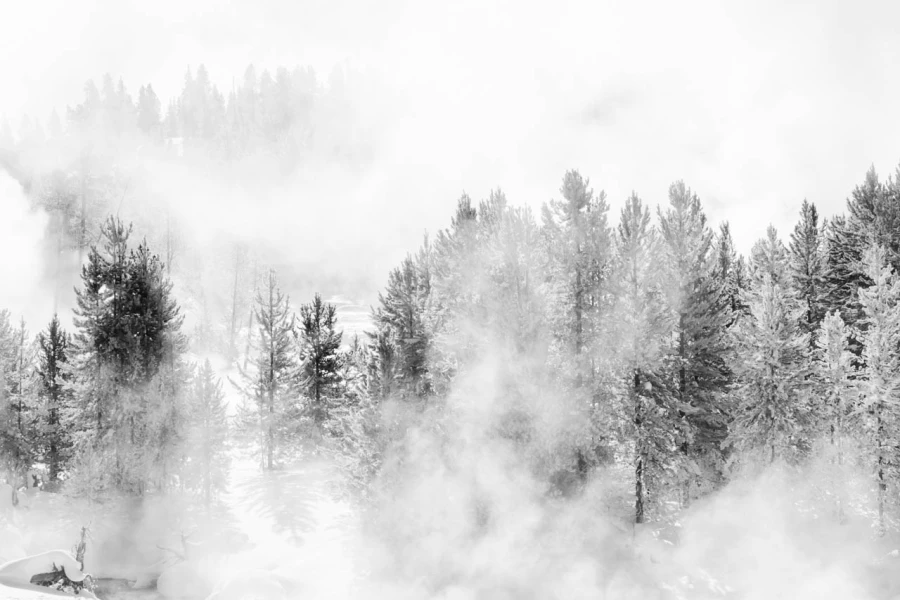 19 arbre en noir et blanc