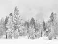 20 arbre en noir et blanc