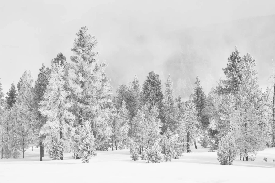 20 arbre en noir et blanc