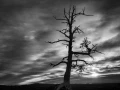 21 arbre en noir et blanc