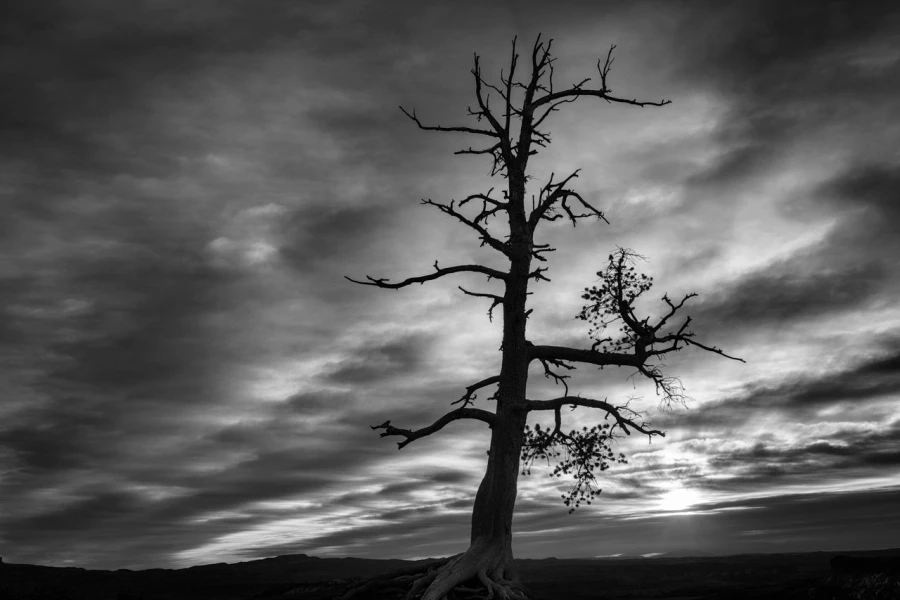 21 arbre en noir et blanc