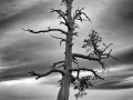 22 arbre en noir et blanc