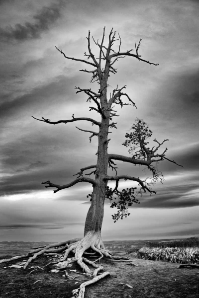 22 arbre en noir et blanc