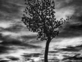 23 arbre en noir et blanc
