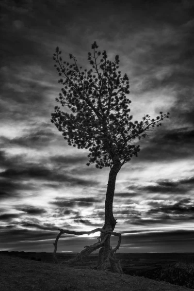 23 arbre en noir et blanc