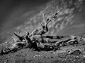 24 arbre en noir et blanc