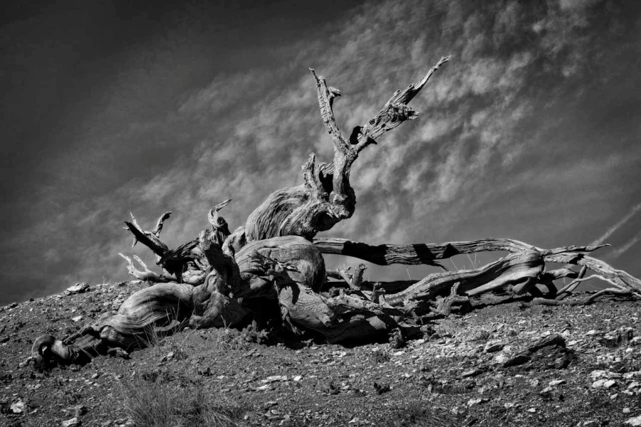 24 arbre en noir et blanc