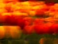 01 tulipes azalees style impression