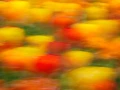 02 tulipes azalees style impression
