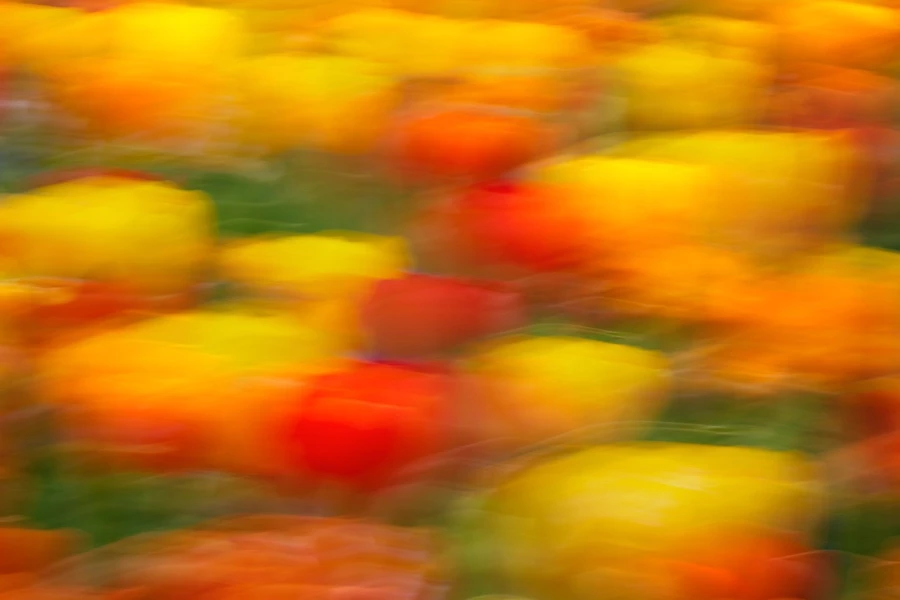 02 tulipes azalees style impression