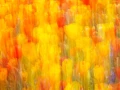 03 tulipes azalees style impression